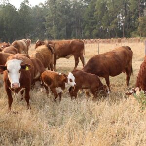 vaca nueva