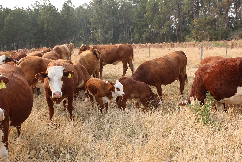 vaca nueva