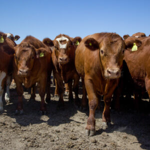 60 Vacas con Cría