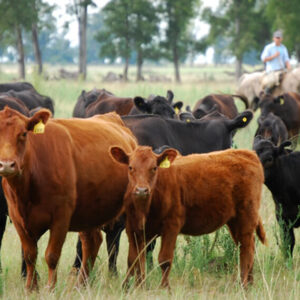 Lote 30 vacas con cria