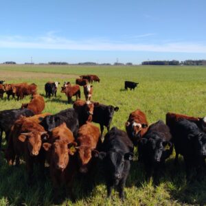 Vacas  Nuevas Paridas.
