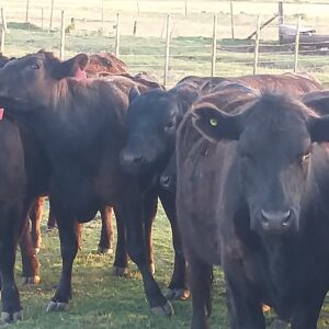 Lote de Vaquillonas