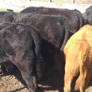 Lote Terneros