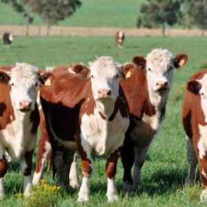 Vacas lecheras de oferta