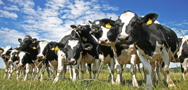 vacas ilimitadas